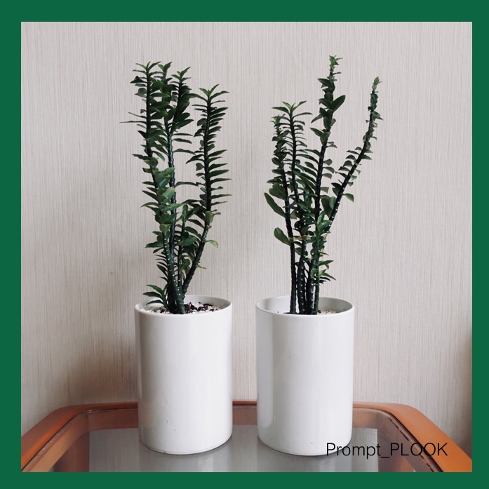 กระถางเซรามิก สไตล์มินิมอล สีขาว สีดำ สีขาวครีม เคลือบมัน ทรงกระบอกกลม - รูปที่ 2