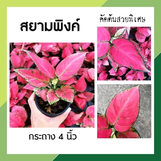 สยามพิงค์ อโกลนีมา กระถาง 4 นิ้ว ลักกี้ ซุปเปอร์พิงค์ สีชมพูหวาน ลัคกี้พิงค์ ต้นไม้สีชมพู ไม้มงคล ไม้ประดับ รวยล้นฟ้า