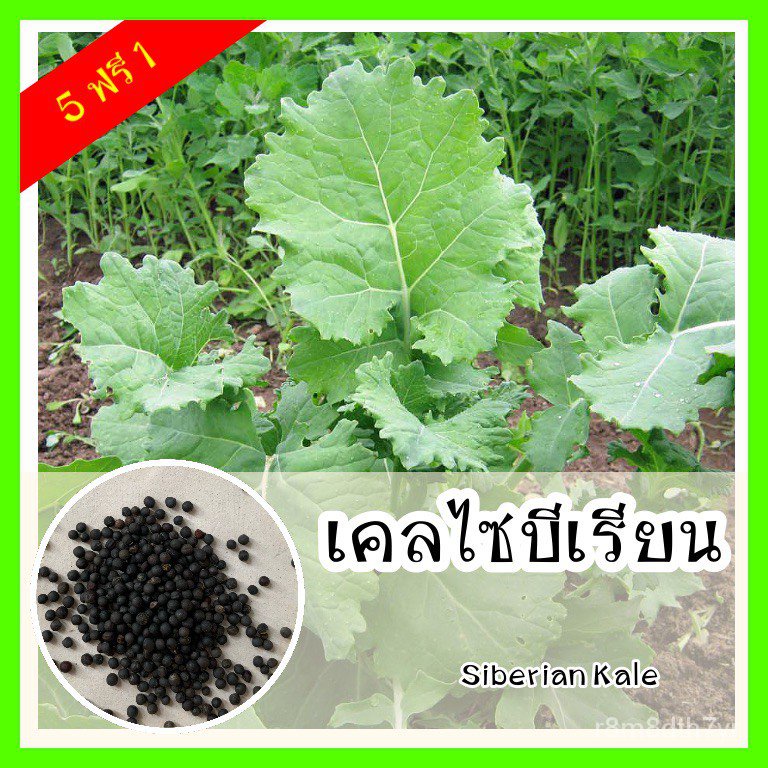 (ราคาขายส่ง)พร้อมส่ง ❗ เมล็ดพันธุ์แท้ OP แท้ 100 % เคลไซบีเรียน รสชาติคล้ายคะน้า รสออกหวานๆ - Siberi