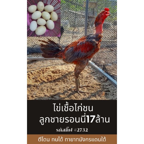ไข่เชื้อไก่ชน ลูกชายรอนนี่ 17 ล้าน "เจ้าเทาทองคำ" รหัสกื๊ฟ #2732 (รอนนี่+ลูกสาวทัพตอแดง) จำนวน 5 ใบ