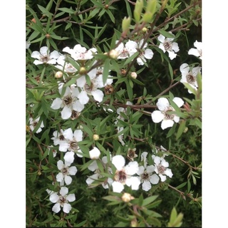 เมล็ดพันธุ์ มานูก้า สีขาว (นิวซีแลนด์)/Manuka Seeds White(New Zealand)100+เมล็ด