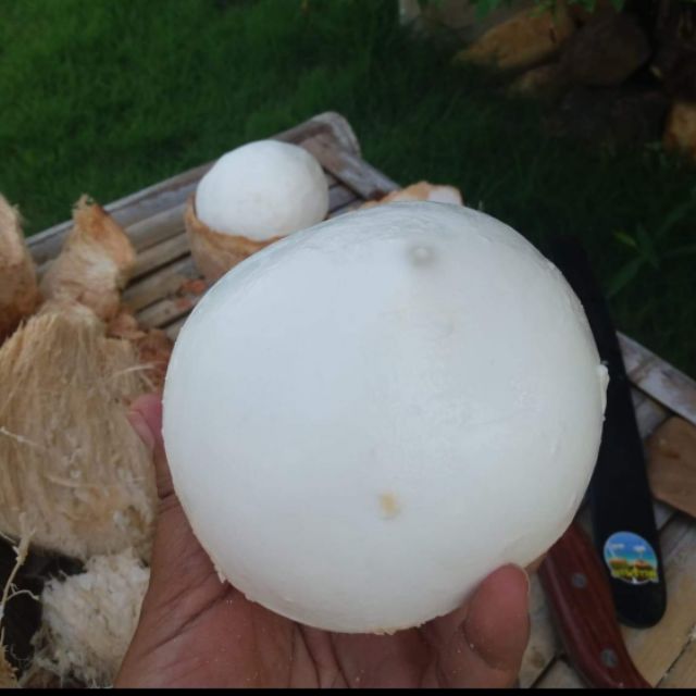 ของแท้ มีดคว้านมะพร้าว​เขาควาย.ขนาด​10-11