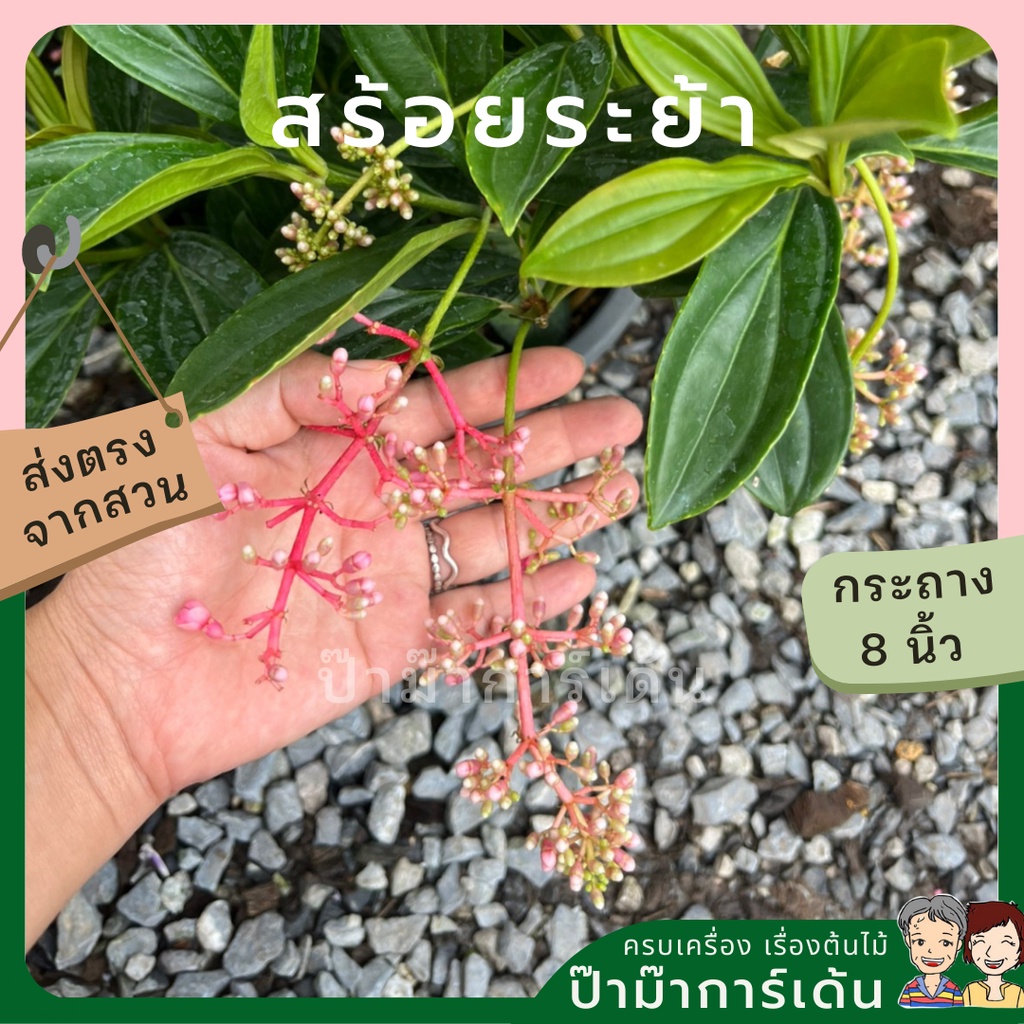 มุมมอง 4