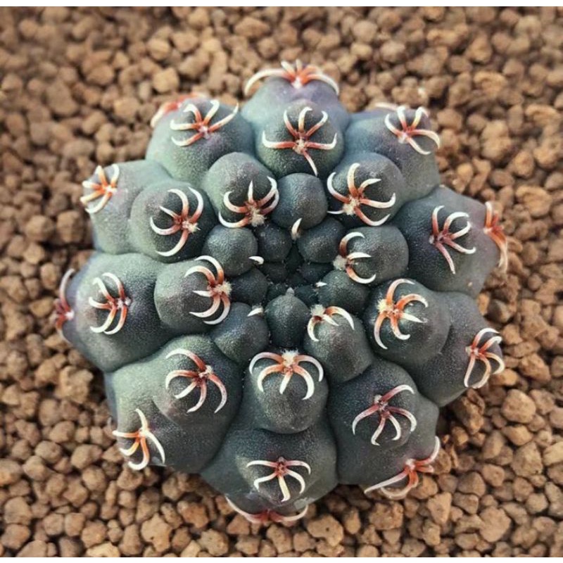 [ถูกที่สุด]แคคตัสยิมโนหนามแมงมุม Gymnocalycium Quehlianum กระบองเพชร ขนาด3.5-5ซม. ยิ่งโตหนามจะยิ่งถี่ขึ้น