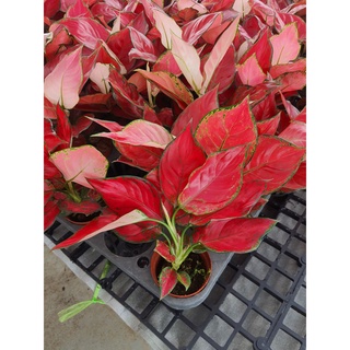 Super Red Aglaonema ซุปเปอร์เรด ไม้มงคล ในกระถาง4นิ้ว