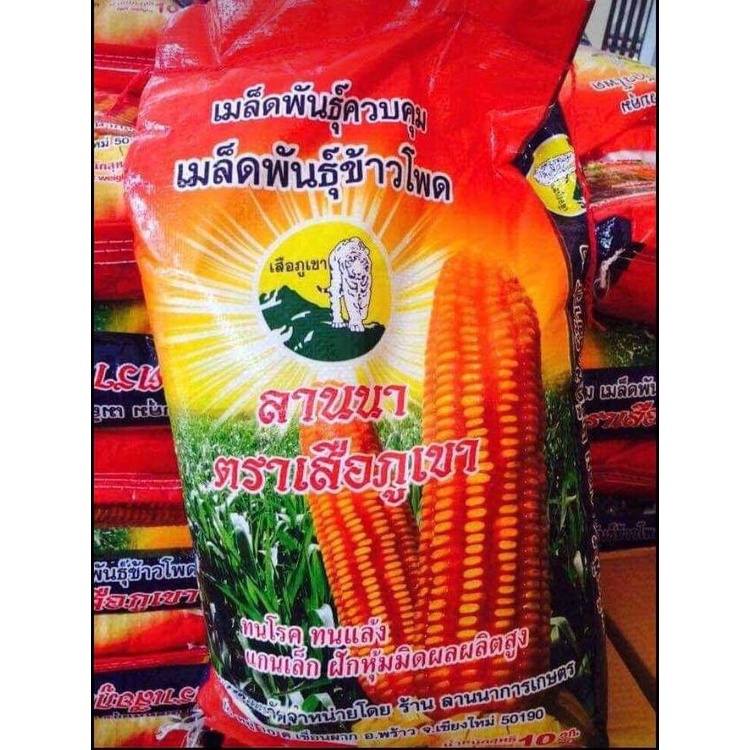 เมล็ดพันธุ์ข้าวโพดลานนาเสือภูเขา ..ขนาด 10กิโลกรัม /พร้อมส่ง
