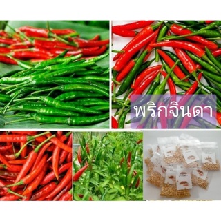 เมล็ดพันธุ์พริกจินดา100-120เมล็ด 25บาท