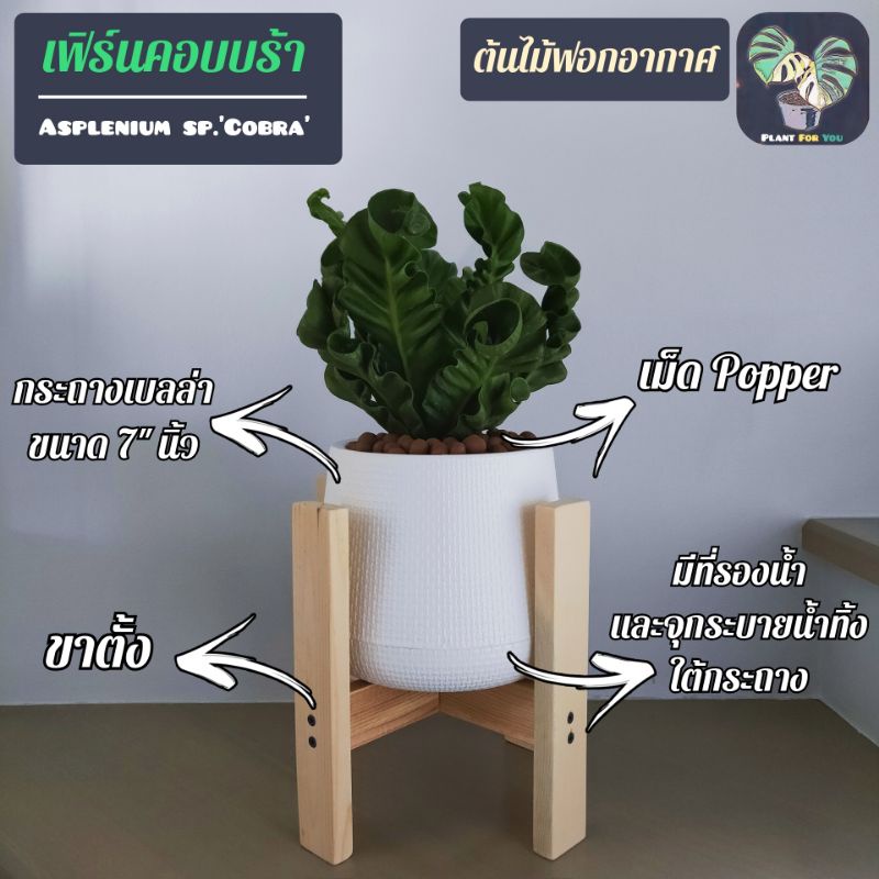 เฟิร์นคอบบร้า Asplenium sp.'Cobra' พร้อมกระถางเบลล่า7"นิ้ว+เม็ดPopper+ขาตั้ง (ต้นไม้ฟอกอากาศ)