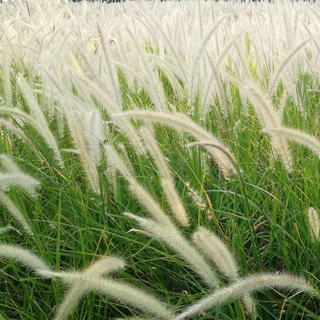 ต้นพร้อมปลูก🌾ต้นหญ้าเม็กซิกันดอกสีแดง ต้นหญ้าน้ำพุสีขาว   เป็นต้นพร้อมออกดอก   ปลูกง่าย เป็นไม้ทนแดด ปลูกตกแต่งร้าน.