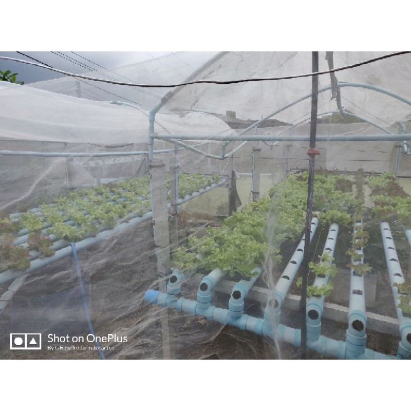ชุดปลูกผัก Gh01#ชุดปลูกผักไฮโดรโปนิกส์ #ระบบNft#โต๊ะปลูกผัก #ผักปลอดสารพิษ  #ปลูกผักกินเอง # ปลูกผักไม้ใช้ดิน #ระบบน้ำวน - Bmmbike - Thaipick