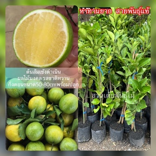 ต้นส้มเช้งดำเนิน🍊ผลไม้มงคลรสขาติหวาน❗️กิ่งเสียบยอดขนาด40-80cm❗️พร้อมปลูก