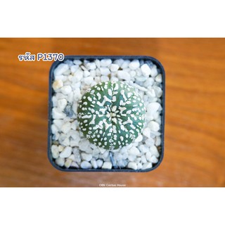 แคคตัส แอสโตรไฟตัม ซุปเปอร์คาบูโตะ วี (Astrophytum asterias superkabuto V type)