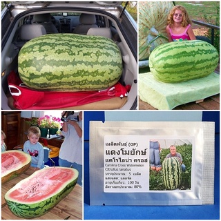 เมล็ดพันธุ์ แตงโมยักษ์ แคโรไลน่า ครอส (Carolina Cross Watermelon Seed) 5 เมล็ด คุณภาพดี ราคาถูก ของแท้ 100%