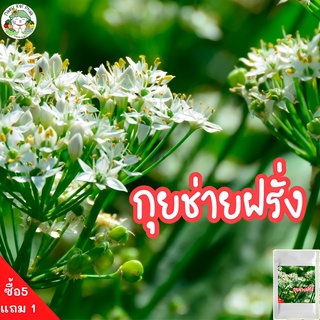 เมล็ดพันธุ์ กุยช่ายฝรั่ง  Garlic Chives Seed 300 เมล็ด เมล็ดพันธุ์แท้ นำเข้าจากต่างประเทศ ปลูกง่ายไม่กลายพันธุ์