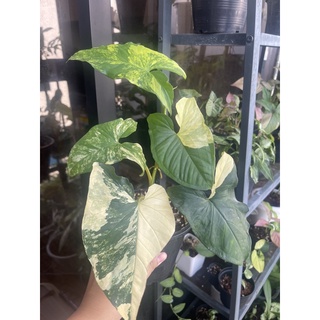 syngonium aurea variegated :เงินไหลมาด่างเหลือง