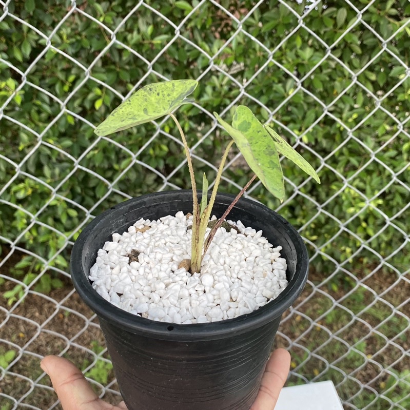 Colocasia mojito โมจิโต้ ไซส์เล็ก ลายสวย