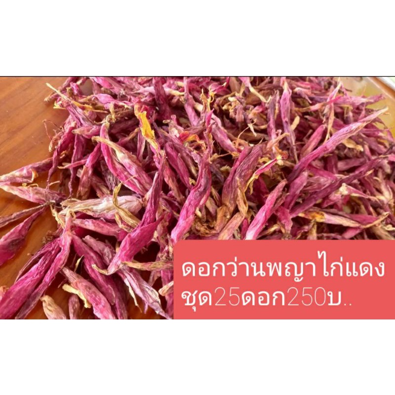 ดอกว่านพญาไก่แดงแท้100%