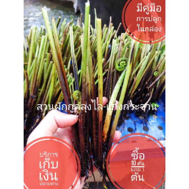 ต้นกล้าผักกูดป่า​ ​1 ต้น 4 บาท (ซื้อ​10​ แถม​2)​ คัดพิเศษ ต้นอวบใหญ่​ แข็งแรง ไม่ขวาด​ ไม่มีเมือก เคลมให้ฟรี คู่มือปลูก
