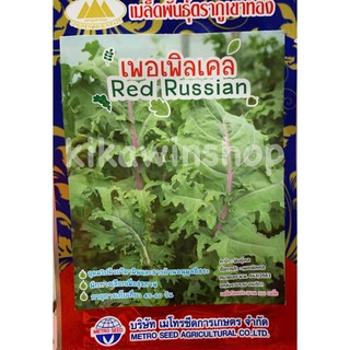 เมล็ดพันธุ์ เพอเพิล เคล Red Russian 100 เมล็ด