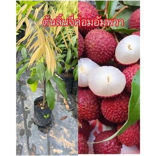 ต้นลิ้นจี่ค่อม#ติดผลดกรสหวานแบบ(เสียบยอด)สูง50-60ซม.