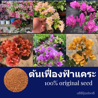 ถูก ใหม่ สายพันธุ์Hot Sale โตไว ปลูกง่าย ไม้ประดับ บอนสีแปลกๆ 50เมล็ด/ห่อ ต้นเฟื่องฟ้าแคระ ต้นบอนสีสวยๆหัวบอนสีนางไหม 8R