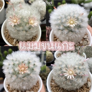 เมล็ดแมมขนแกะ 50เมล็ด Mammillaria bocasana v.multilanata