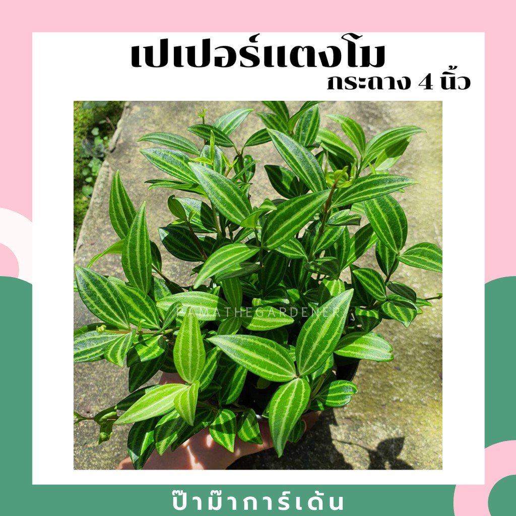 มุมมอง 4