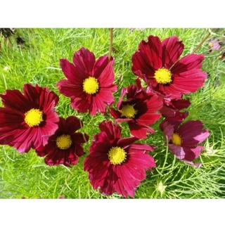 เมล็ดดอกคอสมอสแดง(Red Dazzler Cosmos Flower Seed) บรรจุ 300 เมล็ด