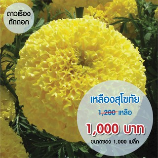 AGA SHOP ดาวเรืองสุโขทัย เหลือง1000 เมล็ด