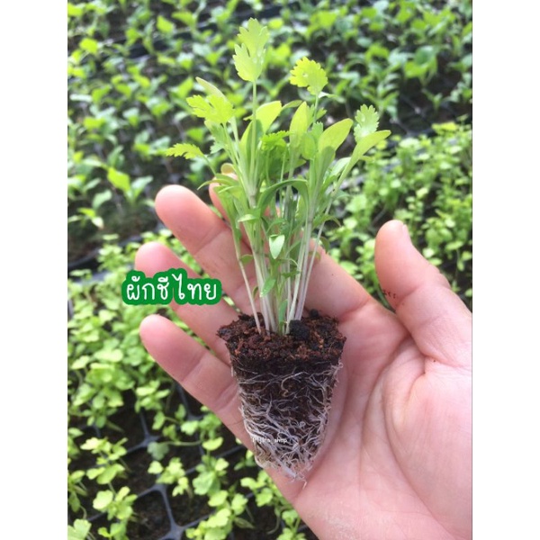 ต้นกล้าผักชี •ไม่พรีออเดอร์ #พร้องส่ง!!!🌱🥬