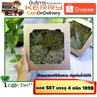 มอสแห้ง สำหรับจัดสวนในขวดแก้ว มอสสวนถาด กล่องละ 189 บาท