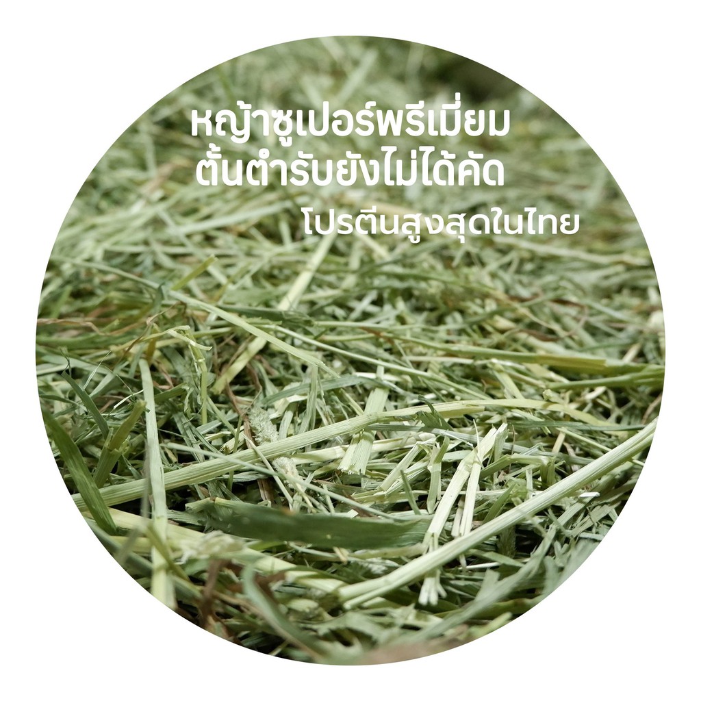 CatHoliday หญ้าแห้ง Randolph เกรดซุปเปอร์พรีเมียม สำหรับกระต่าย และสัตว์ฟันแทะ - รูปที่ 6