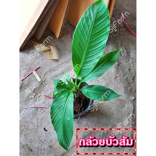 กล้วยบัวส้ม (Flowering banana) เป็นต้นขุดสด จัดส่งขนาดคละไซส์ ขุดตามออเดอร์ จัดส่ง 1-3 วันได้รับสินค้า