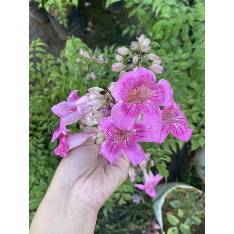 ต้นแฮปปี้เนส ดอกหอม หรือทองอุไรสีชมพู 🌿 แบบถุง ไม้มงคล