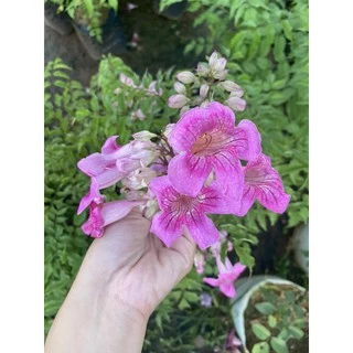 ต้นแฮปปี้เนส ดอกหอม หรือทองอุไรสีชมพู 🌿 แบบถุง ไม้มงคล