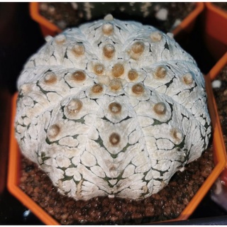 แอสโตรไฟตั้ม เชื้อวี snow #แคสตัส castus​ astrophytum แอสโตร แอสโตร​ไ​ฟตั้​ม แอสโตรไฟตัม กระบองเพชร แอสโตรวี super​