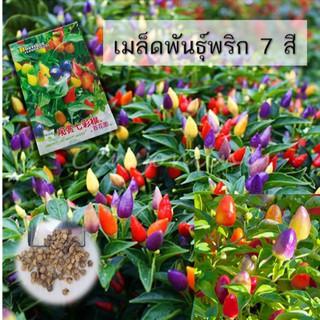 เมล็ดพันธุ์พริกเจ็ดสีหรือพริกสีรุ้ง 20 เมล็ด