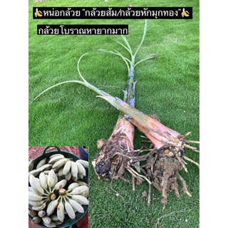 กล้วยส้ม กล่วยทองส้ม กล้วยหักมุก กล้วยโบราณหายาก หน่อกล้วยหักมุก (Muss(ABB group “kluai som) พร้อมส่ง