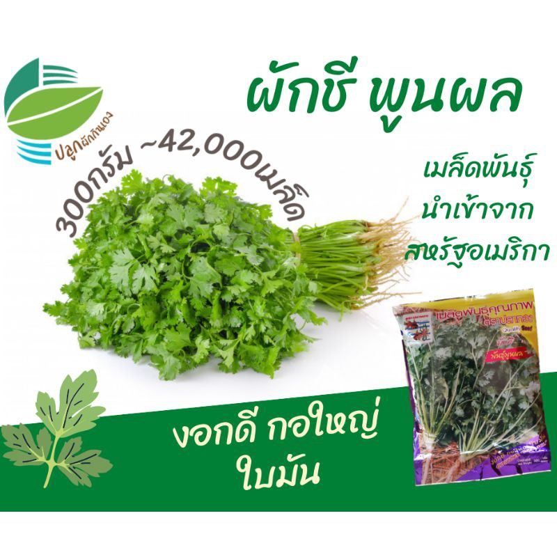 เมล็ด​พันธุ์​ผักชี ผักชีพูนผล (300 กรัม) ตราปลาทอง