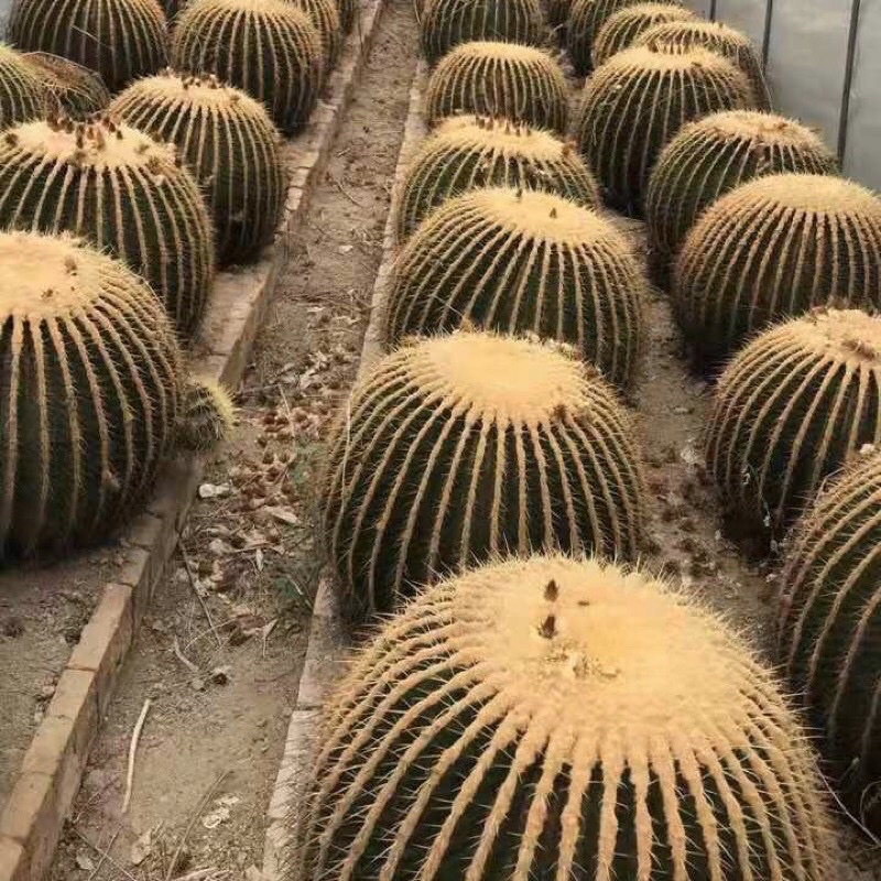 ใส่โค้ด BYJAME100 ลดทันที 10% [ถูกสุด] Cactus ถังทอง 55 ซม ไซส์ให้ดอก กระบองเพชร แคคตัส
