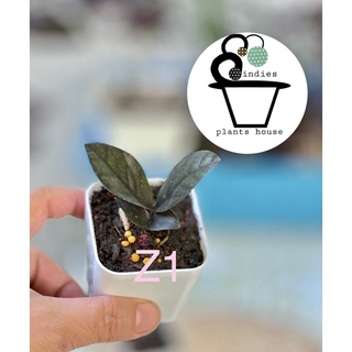 ต้นกวักมรกตแคระใบดำ zamioculcas zamiifolia black