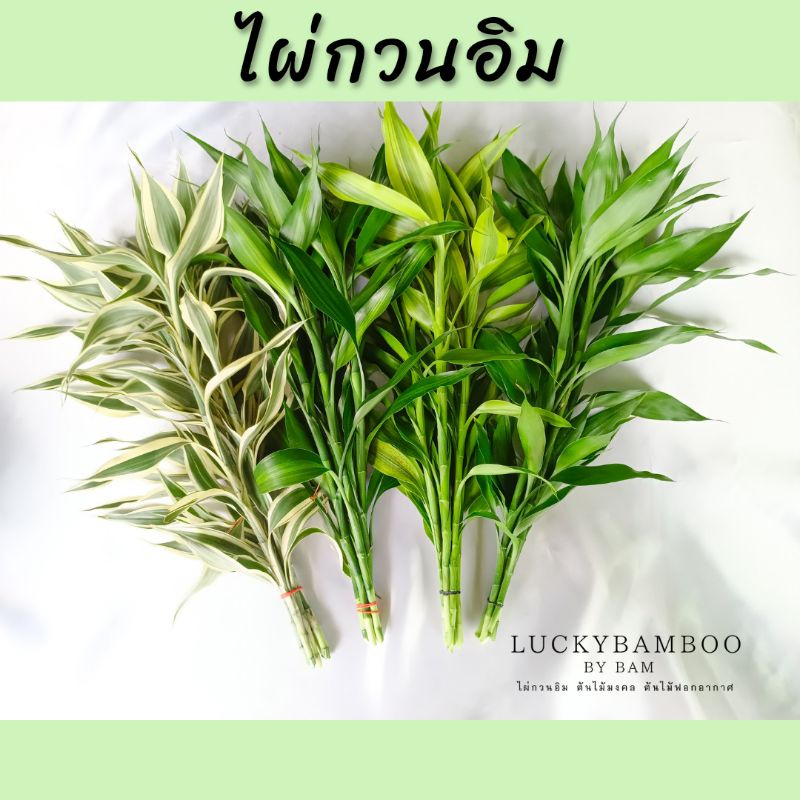 ไผ่กวนอิมต้นตรง สูง 60-65 cm