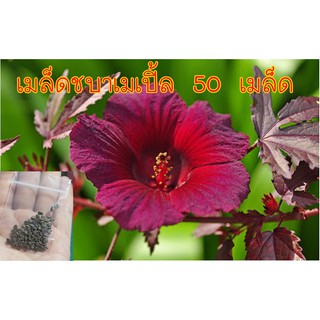 เมล็ดชบาเมเปิ้ล ชบาแดง 50 เมล็ด มีบริการเก็บเงินปลายทาง