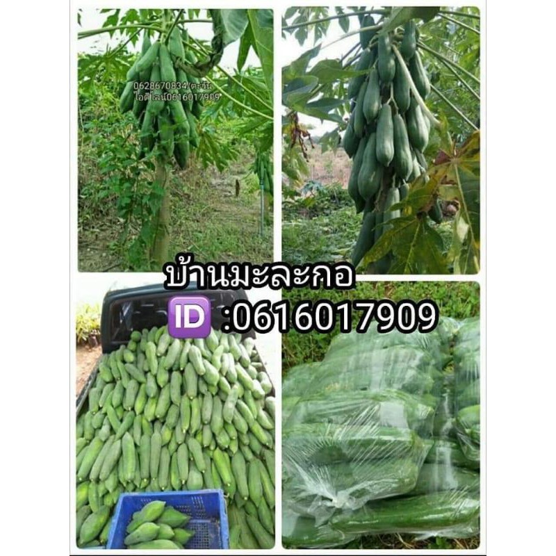 🥑มะละกอแขกนวลดำเนินตำส้มตำแท้✅เนื้อกรอบ(500เม็ด/ซอง)