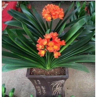 คลีเวีย (Clivia ) ไม้นำเข้ามาจากจีนค่ะ เหลือแค่สองกระถางนะค่ะ กระถาง 690บาท