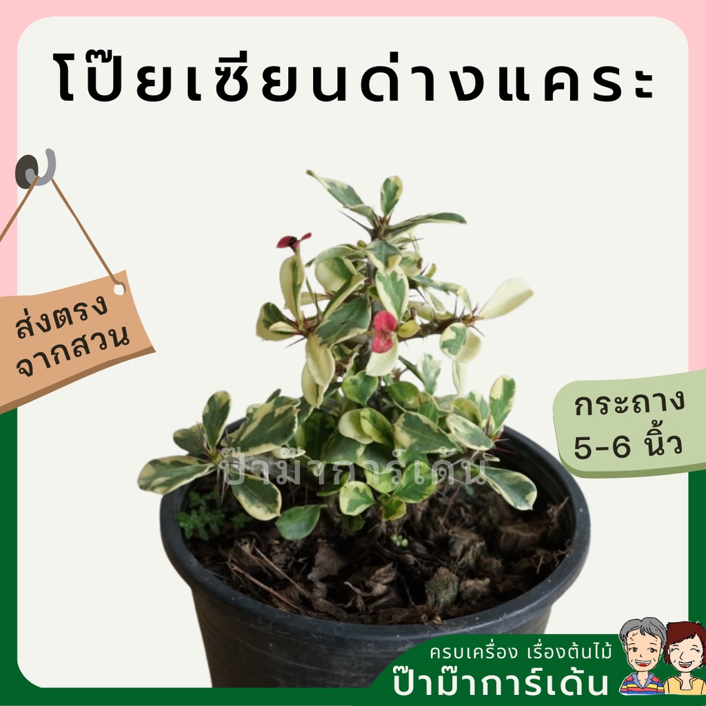 มุมมอง 3