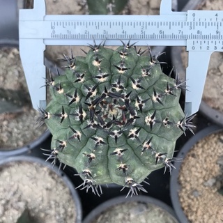 ยิมโนหนามดำ gymnocalycium knolii🌵