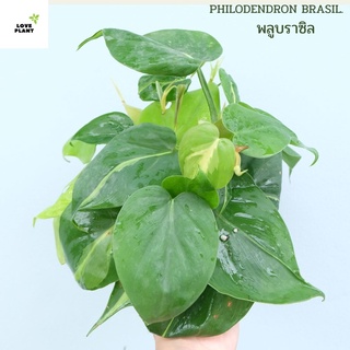 พลูบราซิล หรือพลูเรือนแก้ว ต้นไม้ฟอกอากาศ ไม้มงคล ไม้ด่าง Philodendron Brasil กระถาง4  นิ้ว