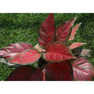 seeds Aglaonema Red Dragon เมล็ดพันธ50 เมล็ด (ไม่ใช่พืชที่มีชีวิต)