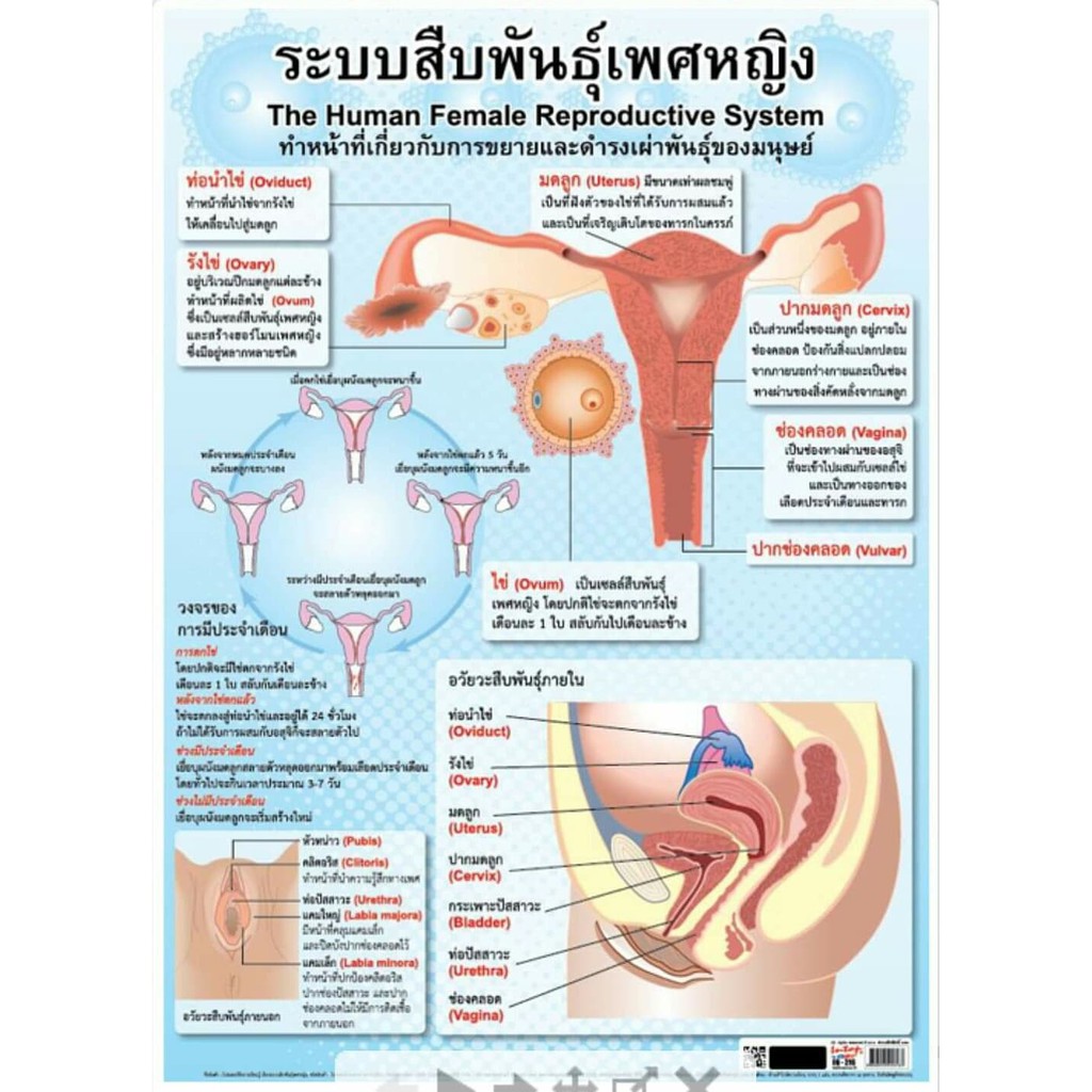 อัลบั้ม 90+ ภาพ ระบบสืบพันธุ์หญิง ครบถ้วน